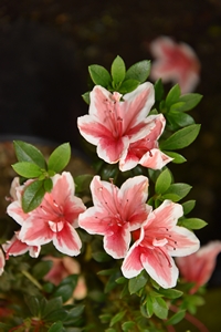 Azalea Mrs Kint  White